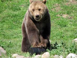 For additional safety in bear country, Click on this link for UDAP 