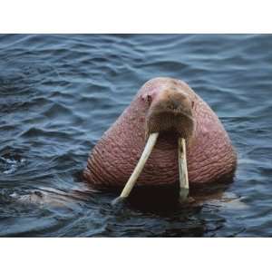 Close Up of Walrus, (Odobenus Rosmarua) Showing Tusks, Round Island 