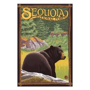 Bear in Forest   Sequoia National Forest, Ca, c.2009 Premium Poster 