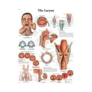  Larynx   Anatomical Chart