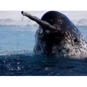  Narwhals come up in seal holes and rotten ice to catch a 