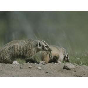  Young American Badgers, One Carrying Prey in its Mouth 