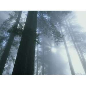 Foggy Dawn in Lady Bird Grove, Del Norte County, Redwood National Park 