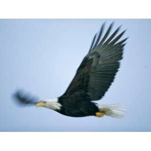  An American Bald Eagle Beats its Large Wings Premium 