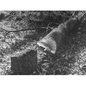  How to Chop Wood Felled Tree Showing Angle of Axe Cut 