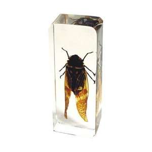   East PW304 Real Bug Paperweight Regular Large Cicada
