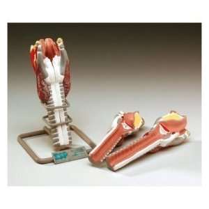  Basic Larynx Model