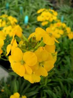 Gold Dust Wallflower Perennial   8 Plants   Erysimum  