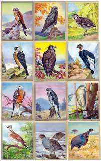 Gorgeous Collection of 62 Bird Painting Cards from 1939  