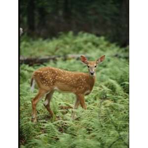  White Tailed Fawn Stands in a Forest Blanketed in Ferns 