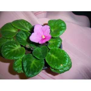   Optimara Indiana pink two tone African Violet Plant 