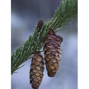 Spruce Cones on a Single Branch, Near Ouray, Colorado, United States 