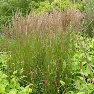  Feather Reed Grass Karl Foerster Patio, Lawn & Garden