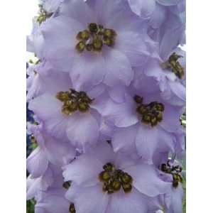  Tiger Eye Delphinium Flower Seed Pack Patio, Lawn 