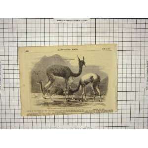  1860 VICUNAS GARDENS ROYAL ZOOLOGICAL SOCIETY ANIMALS 