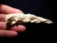 Lizard carving from Moose antler great detail BB1  