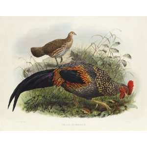 Daniel Giraud Elliots Pheasants (Phasianidae) 2 035 Gallus Sonneratii 