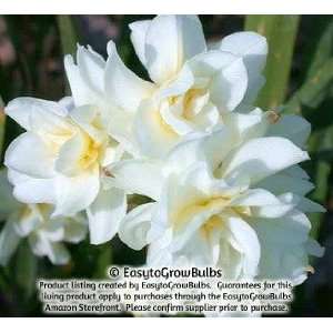   ) Erlicheer   10 very large bulbs   17+ cm Patio, Lawn & Garden