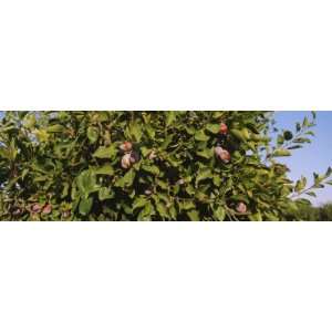  Close Up of a Treetop in an Orchard, Gilroy, California 