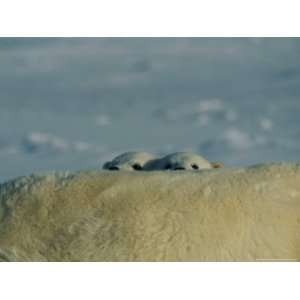  Two Juvenile Polar Bears Peak over Their Mothers Back 