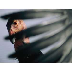  A View of a California Condor Through its Own Primary 