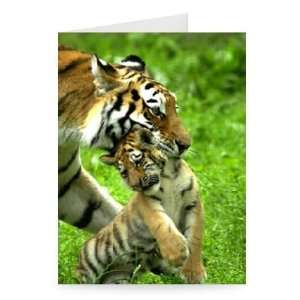  Vanda The Tiger at Whipsnade Zoo   Greeting Card (Pack of 