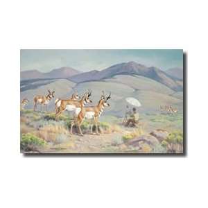  Pronghorns Are Attracted To The White Of An Artists Sun 