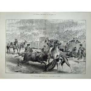  1879 Spain Bull Fight Madrid Horses Royal Marriage Men 