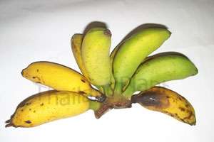 Bulb MUSA KLUAI HOM THONG SON Veinte Cohol Banana Plant  