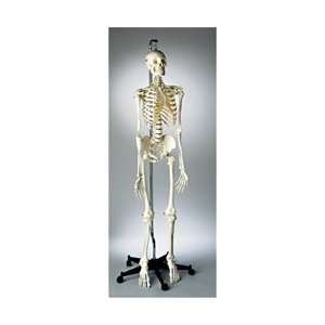  Premier Academic Skeleton Model, Hanging Mount 