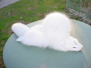 Arctic fox pelt white fur for mukluk/mountain man hat  