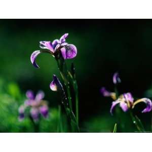  Close up of Irises Taken at North Hegman Lake Stretched 