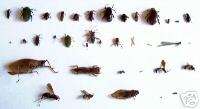 USA NATIVE 35 Insect Collection Dead Bug Collection Set Entomology 4H 