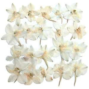  Silver J Pressed flowers, natural dried white larkspur, 2 