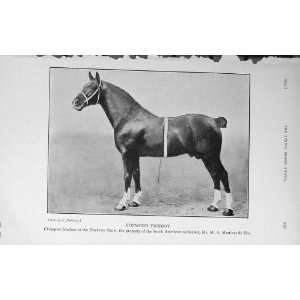  1914 Horse Hopwood Viceroy Stallion Hackney Show