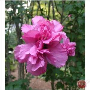   Double Pink Rose of Sharon 2 3 bareroot bush Patio, Lawn & Garden