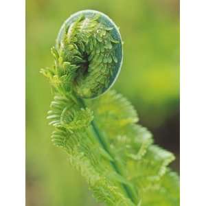 Unfurling Fronds, Fiddle Heads, (Matteuccia Struthiopteris Ostrich 