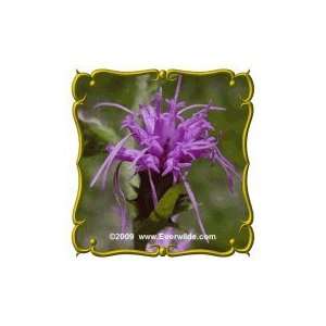 Scaly Blazing Star (Liatris squarrosa) Jumbo Wildflower 