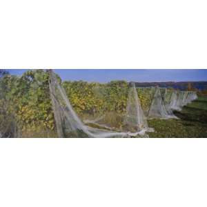  Vines Covered with Nets in a Vineyard, Traverse City 