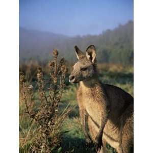  Eastern Grey Kangaroo, New South Wales, Australia, Pacific 