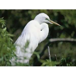 Snowy Egret at a Rookery Connected to the Saint Augustine Alligator 