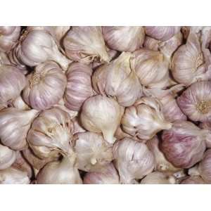Purple Garlic Bulbs or Cloves (Allium Sativum) Used as Food and Spices 