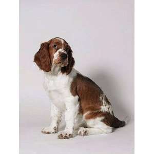  Springer Spaniel   Peel and Stick Wall Decal by 