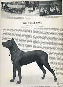 1908 Vintage Article The GREAT DANE Superb PHOTOS  