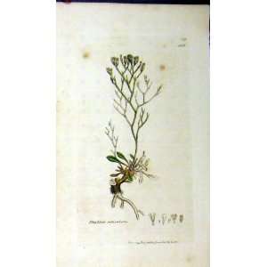  Statice Reticulata 1795 Sowerby Botanical Grass Print 