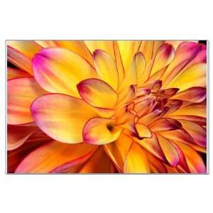  Dahlia Photography Large Poster by 