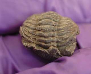 LOT OF TEN BABY PHACOPS TRILOBITE FROM MOROCCO  