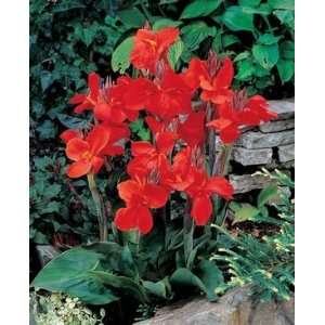  1 The President Canna Tuber   #1cm Size Tuber Patio, Lawn 