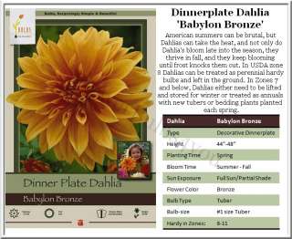Dinner Plate Dahlia Babylon Bronze #1 size Tubers (ships Spring 