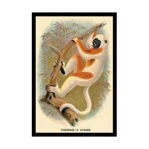  Coquerels Sifaka 24x36 Giclee